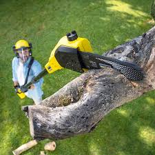 How Our Tree Care Process Works  in Maywood, CA